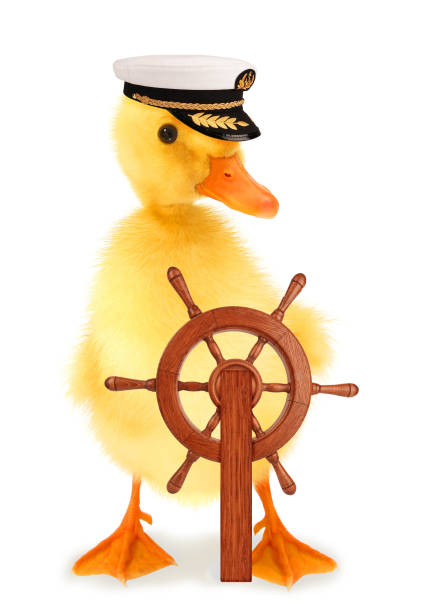 Conceptbeeld van een eend als kapitein die richting geeft, symbool voor coaching, begeleiding en succesvolle verandertrajecten.